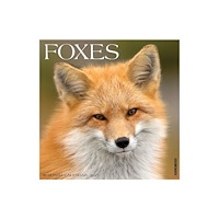 Willow Creek Press Foxes 2027 Wall (häftad, eng)