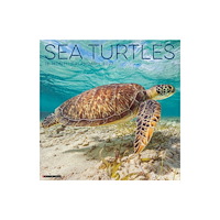 Willow Creek Press Sea Turtles 2027 Wall (häftad, eng)