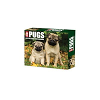 Willow Creek Press Pugs 2027 Box (häftad, eng)