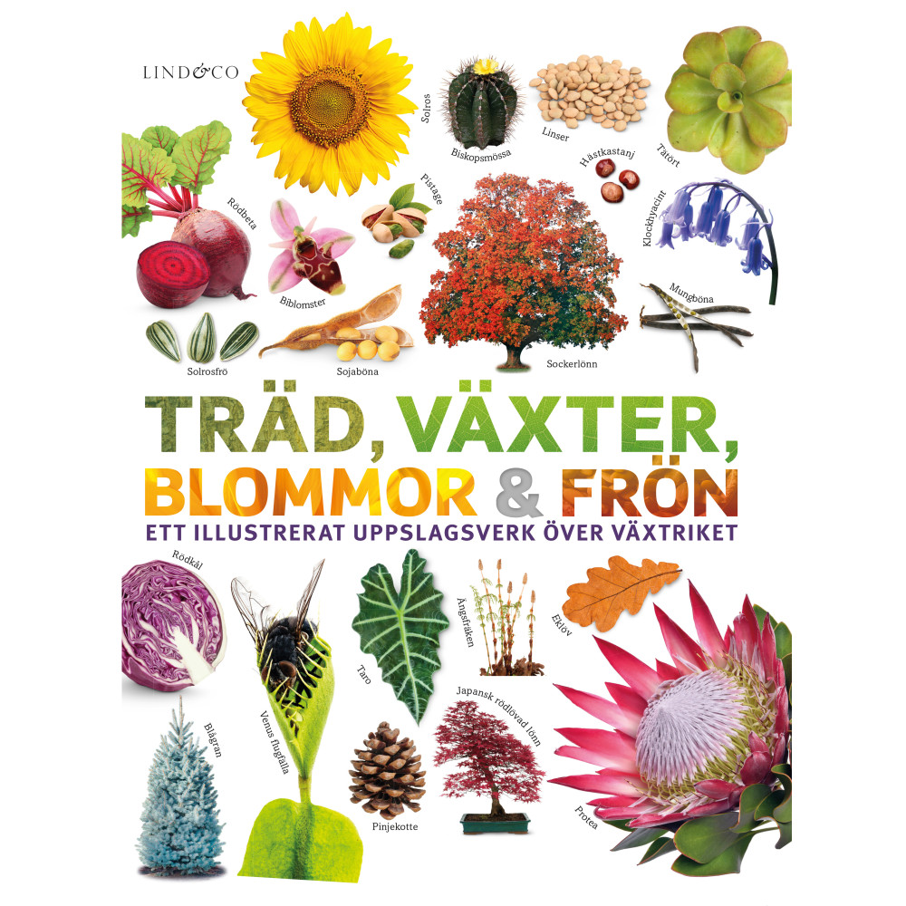 Träd, växter, blommor och frön : ett illustrerat uppslagsverk över växtriket (inbunden) Sarah Jose