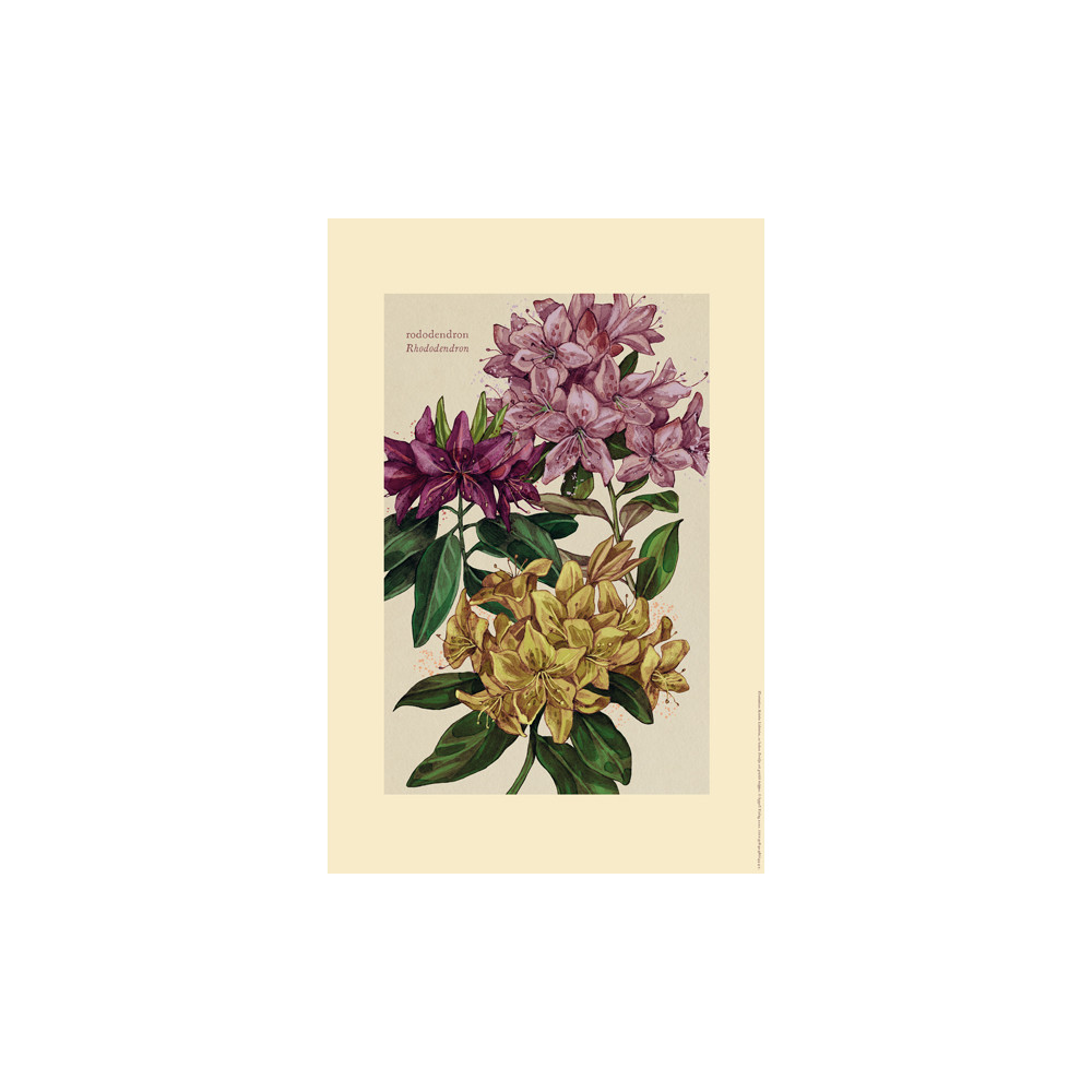 Plansch, rododendron Appell Förlag