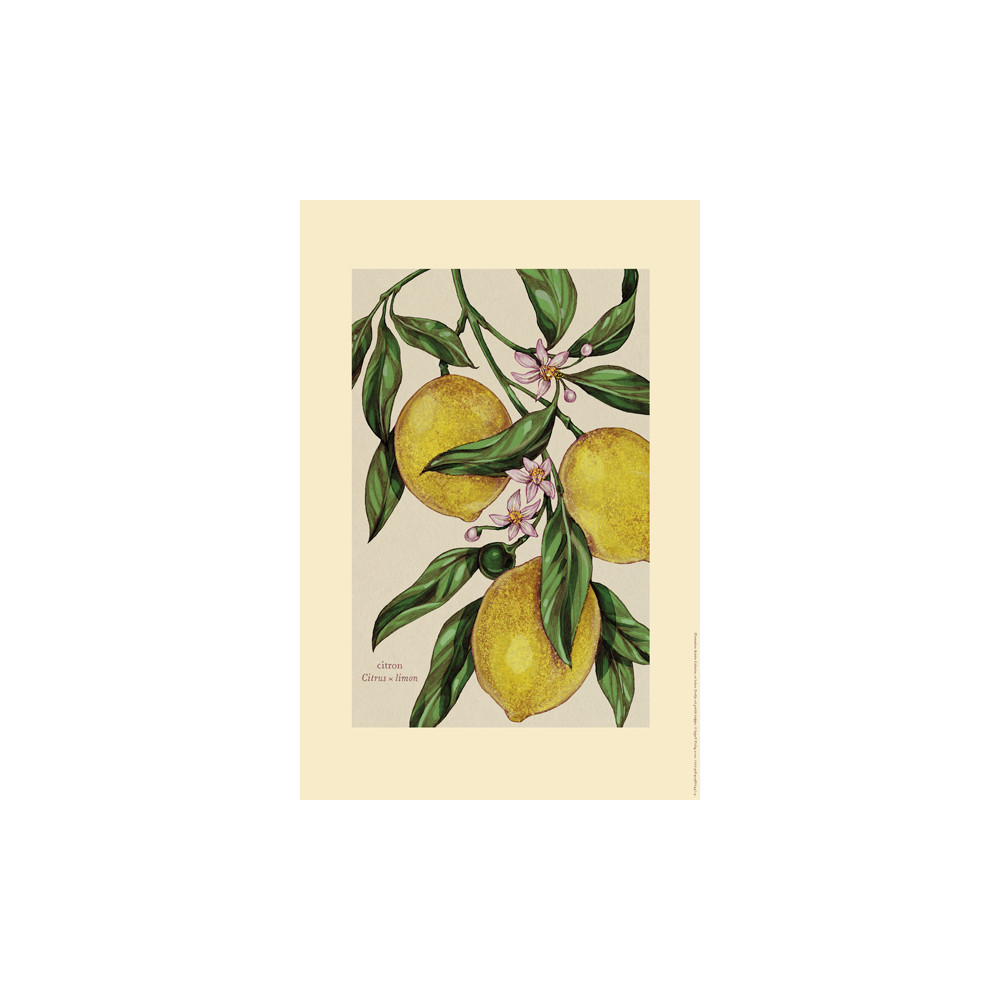 Plansch, citron Appell Förlag