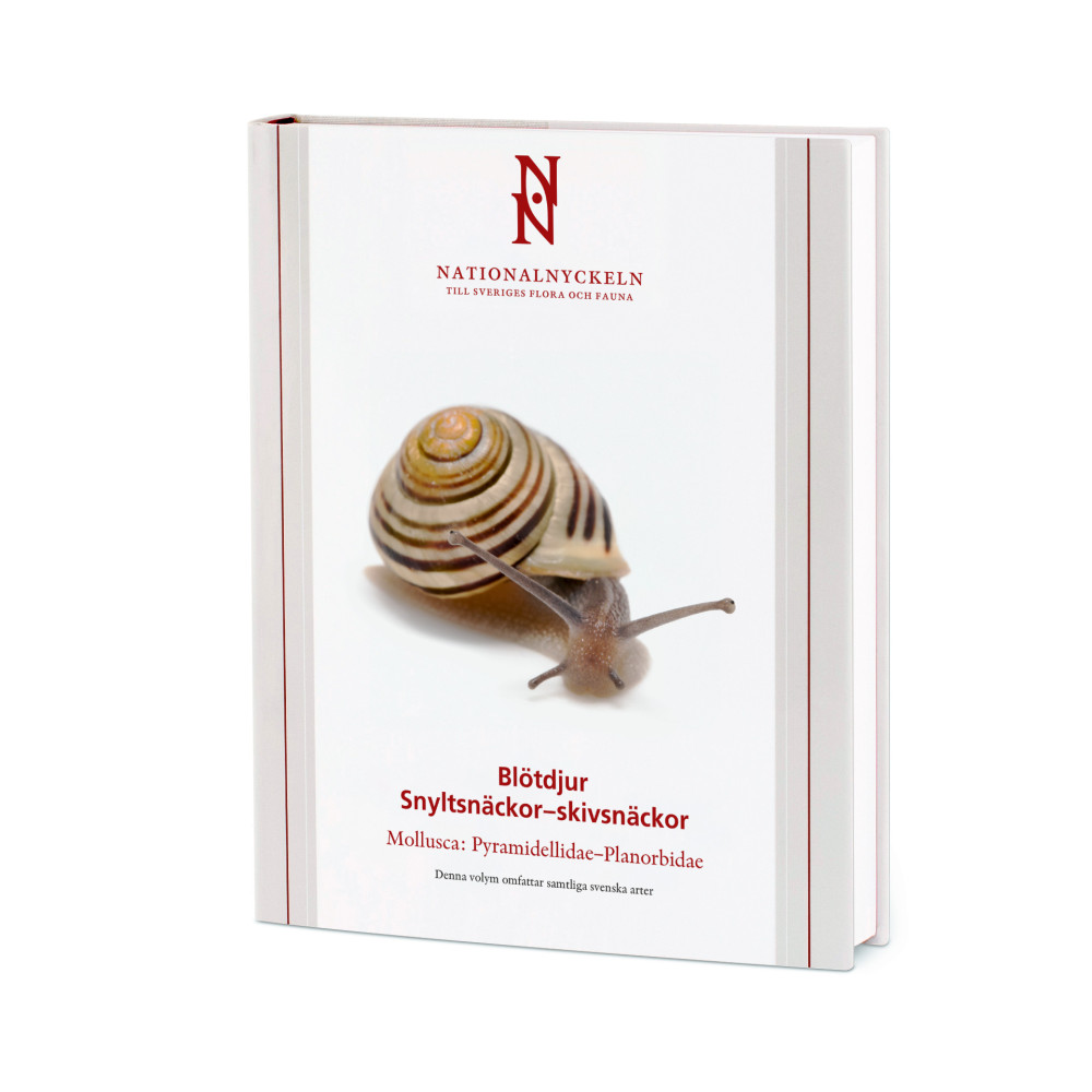 Blötdjur: Snyltsnäckor – skivsnäckor: Mollusca Pyramidellidae–Planorbidae (inbunden) Ted von Proschwitz