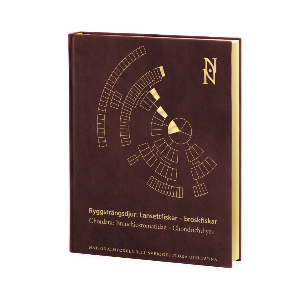 Ryggsträngsdjur : lansettfiskar - broskfiskar. Chordata : branchiostomatidae - chondrichthyes (bok, halvfranskt) Sven O. Kullander