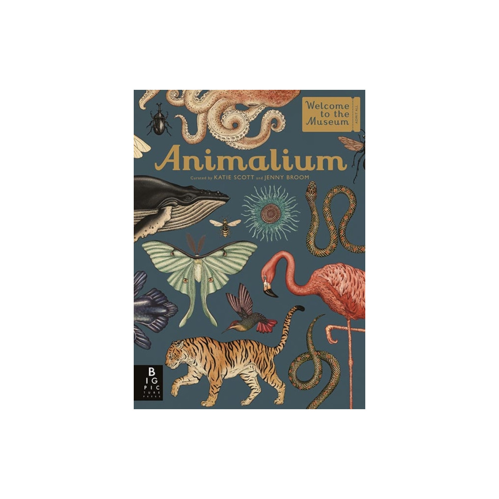 Animalium (inbunden, english) Templar Publishing