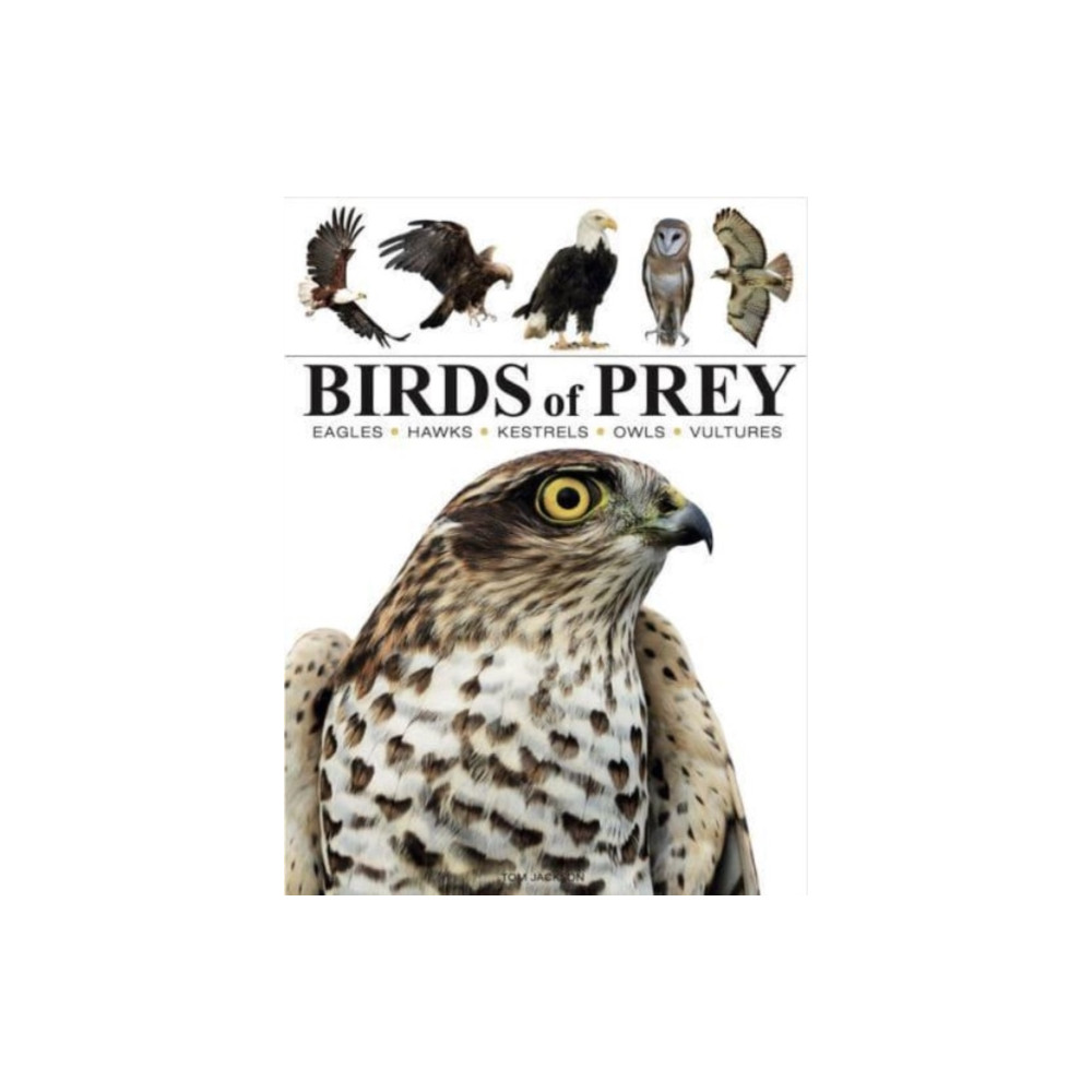 Birds of Prey (häftad, english) Amber Books Ltd