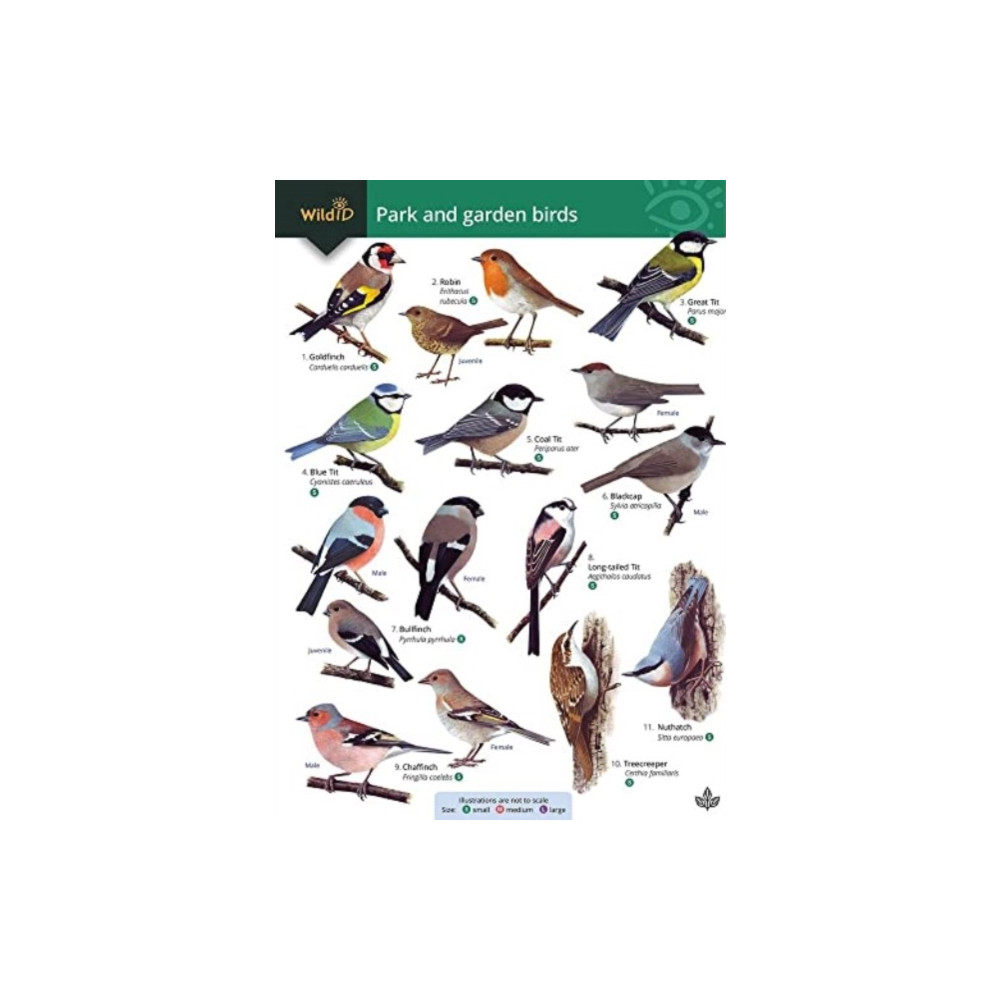Park and garden birds (häftad, eng)