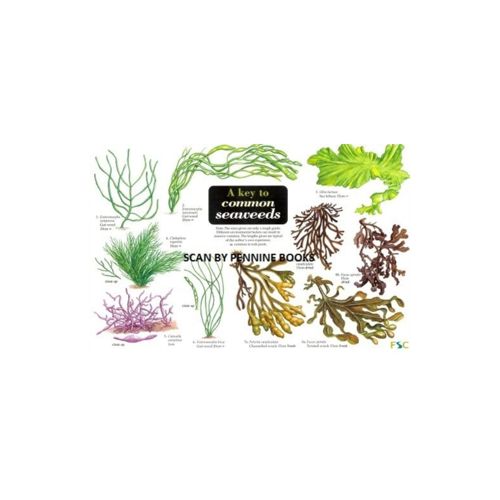A Key to Common Seaweeds (inbunden, english) Field Studies Council