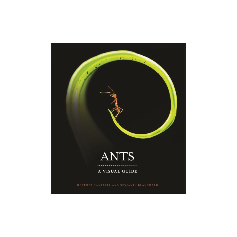 Ants (inbunden, english) Princeton University Press
