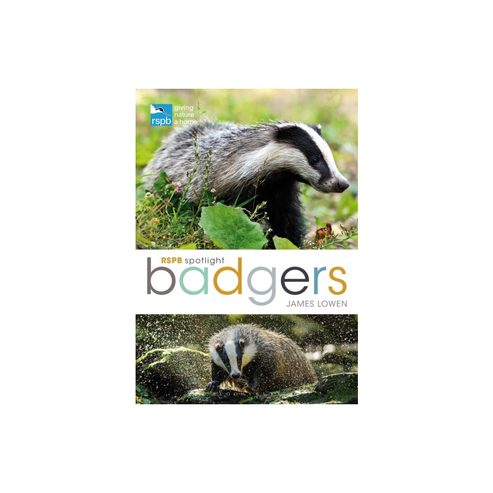 RSPB Spotlight: Badgers (häftad, english) Bloomsbury Publishing PLC