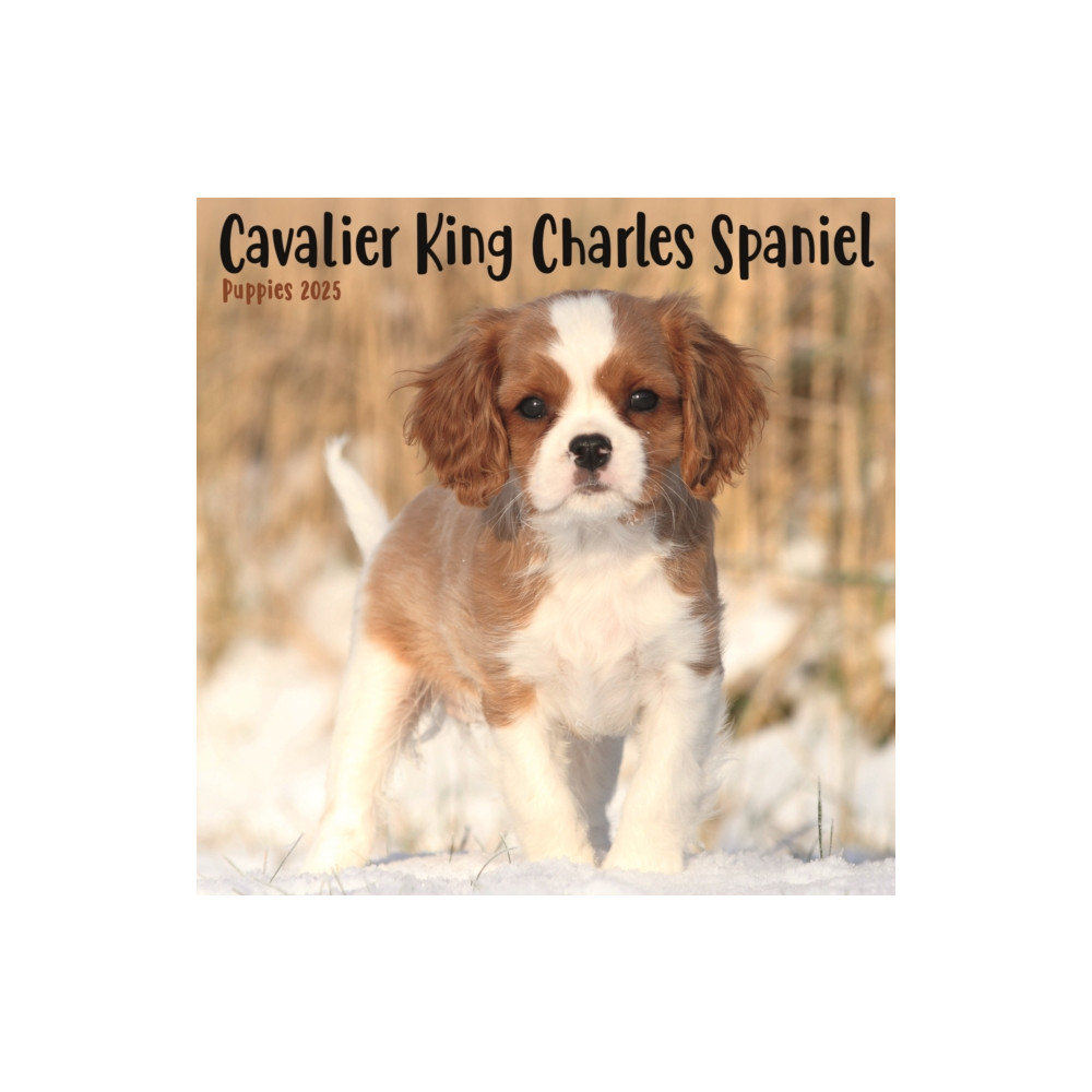 Cavalier King Charles Spaniel Puppies Square Mini Calendar 2025 (häftad, english) Avonside Publishing Ltd