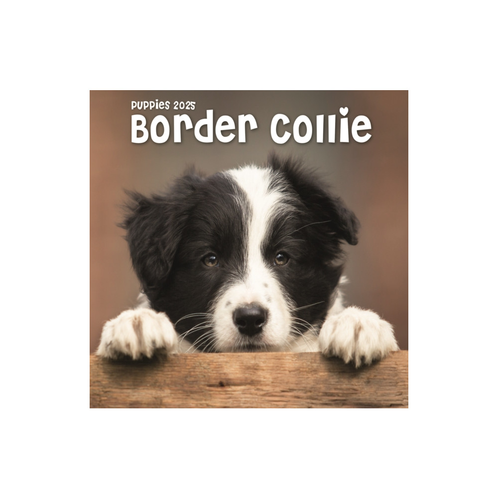 Border Collie Puppies Square Mini Calendar 2025 (häftad, english) Avonside Publishing Ltd