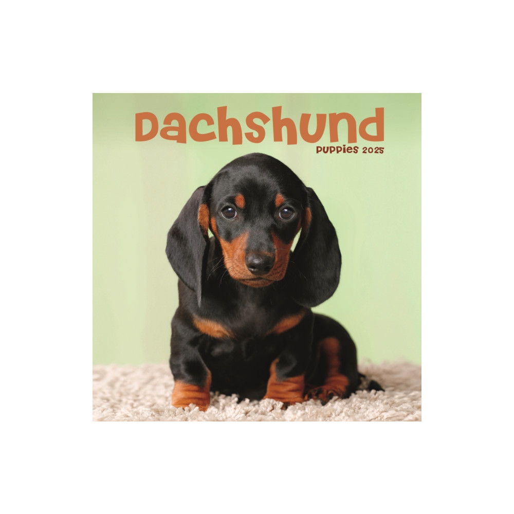 Dachshund Puppies Square Mini Calendar 2025 (häftad, english) Avonside Publishing Ltd