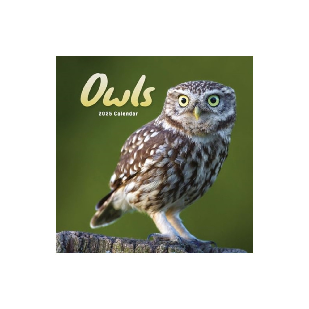 Owls Square Mini Calendar 2025 (häftad, english) Carousel Calendars