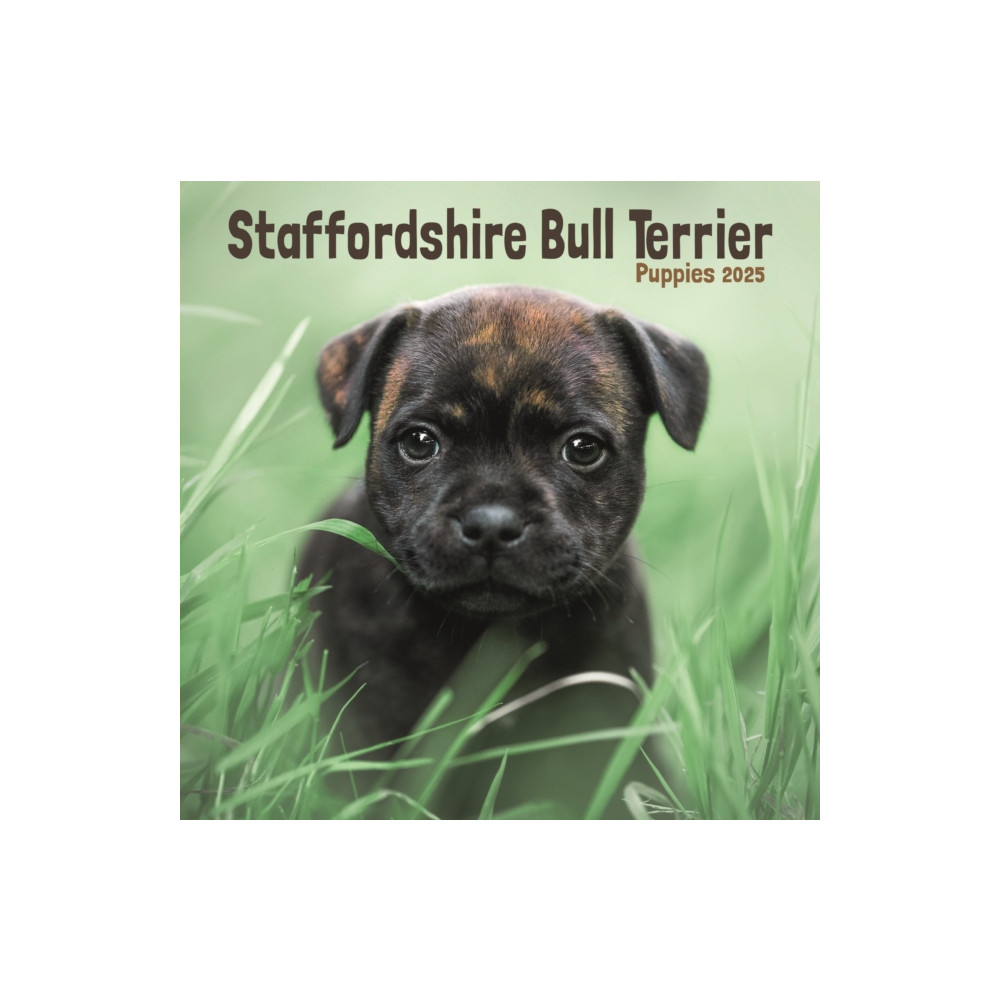 Staffordshire Bull Terrier Puppies Square Mini Calendar 2025 (häftad, english) Avonside Publishing Ltd