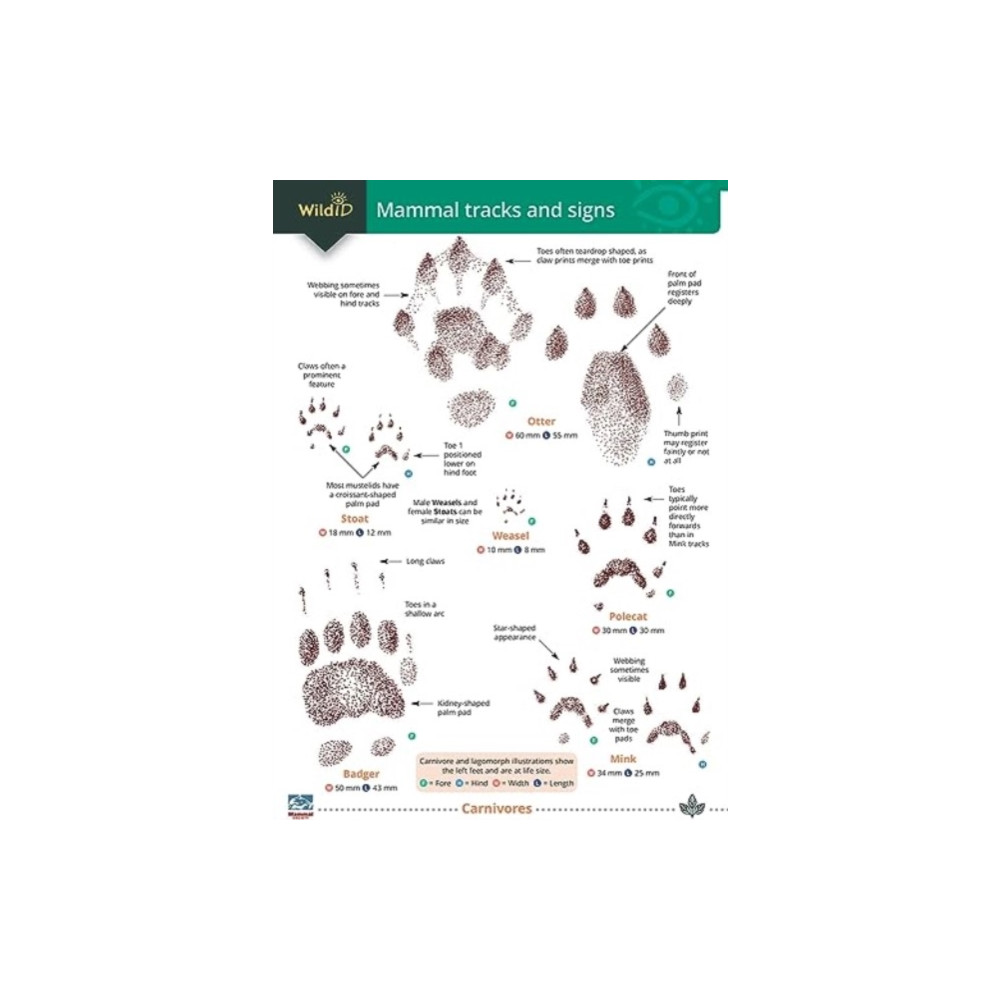Mammal tracks and signs (häftad, english) Field Studies Council