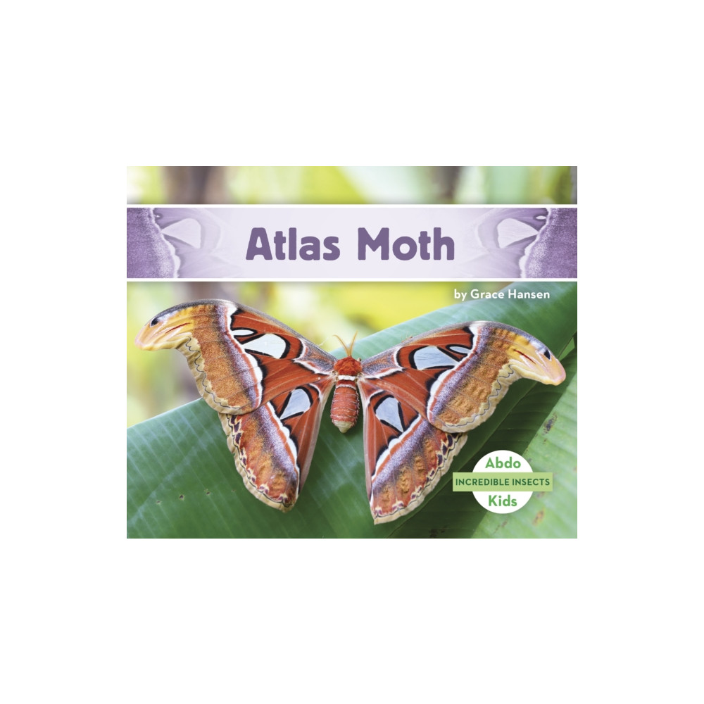 North Star Editions Incredible Insects: Atlas Moth (häftad, eng)