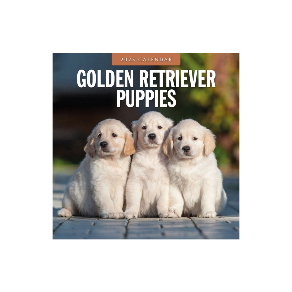 Red Robin Publishing Ltd. Golden Retriever Puppies 2025 Square Wall Calendar (häftad, eng)